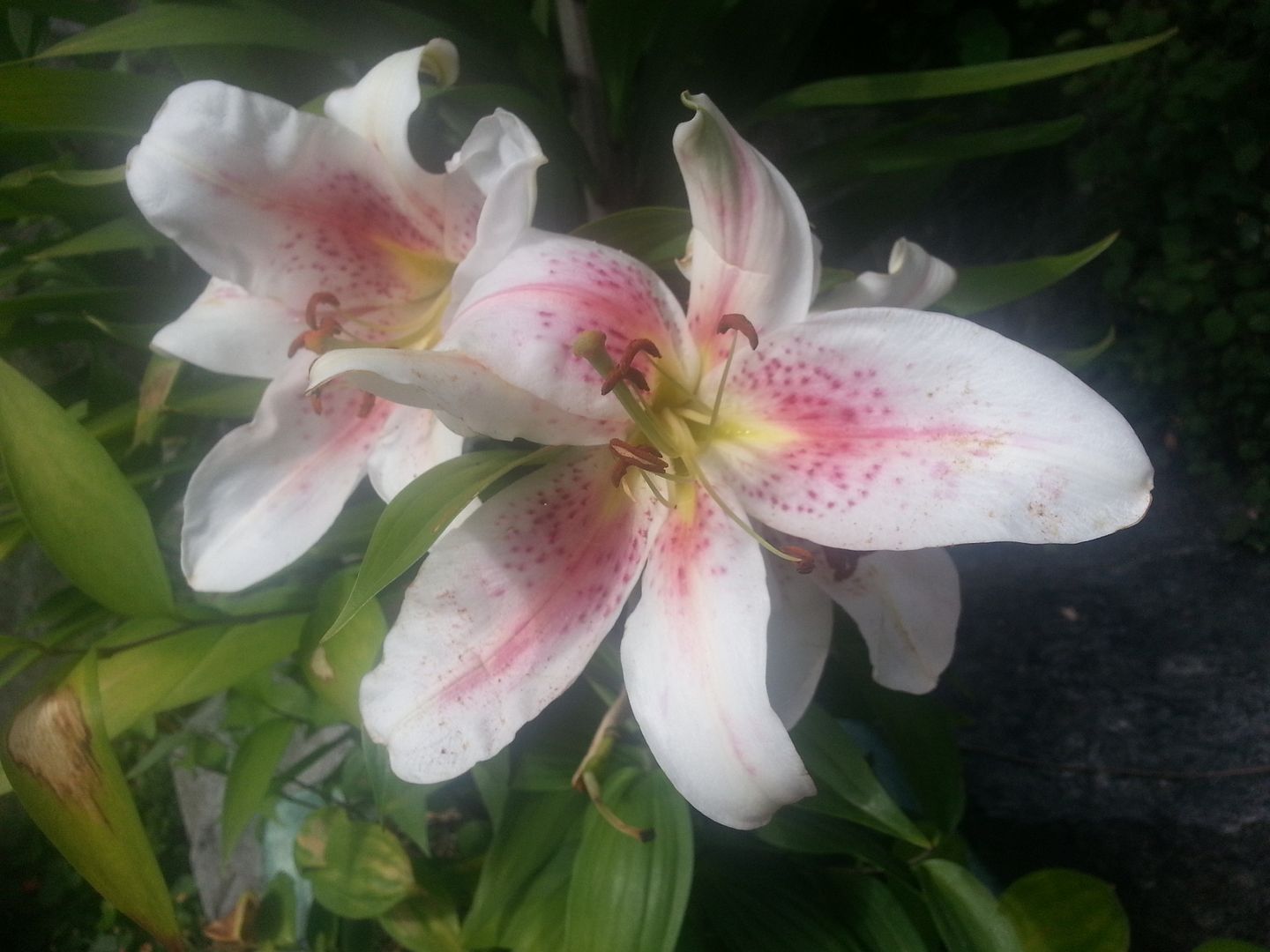  photo 20140718_104105_zpsrmfs9e2p.jpg